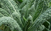 Parsley Image